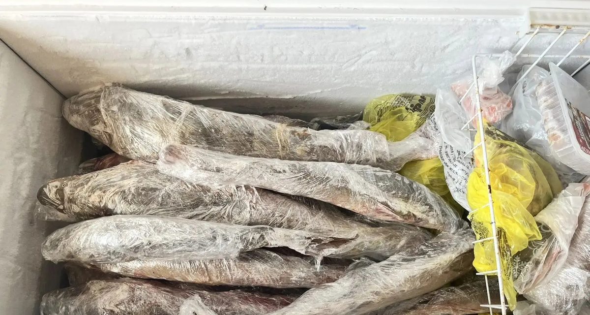 В морозилке 51-летнего жителя Октябрьского района нашли 13 краснокнижных осетров, на него завели уголовное дело
