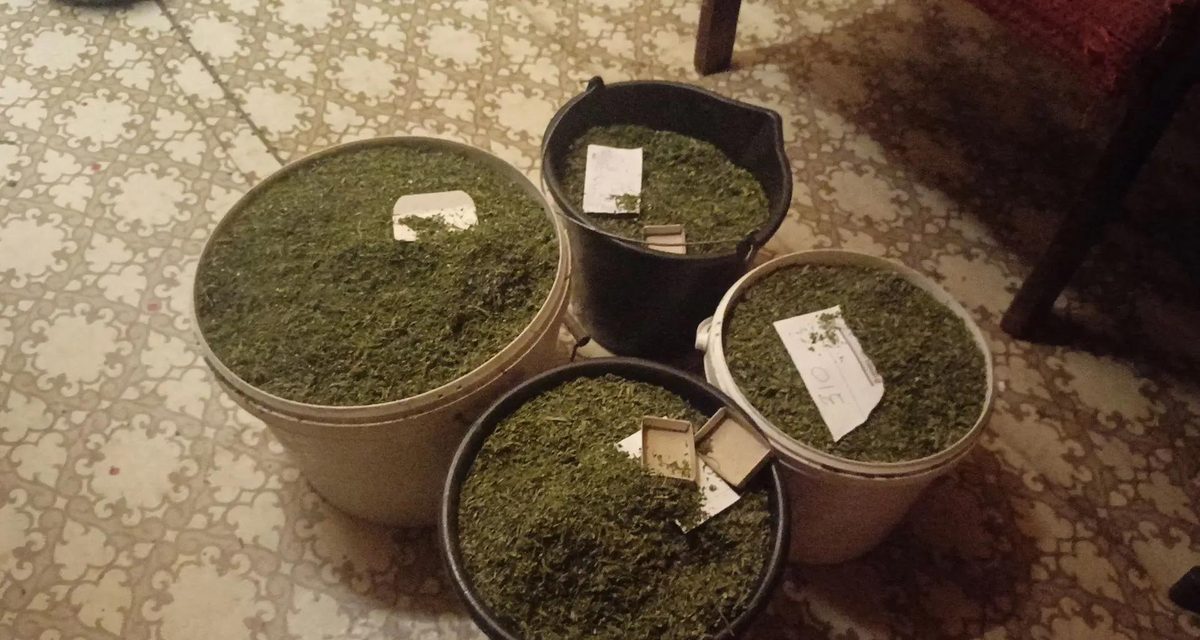 У дачника из Сургута изъяли свыше 8 кг растительных наркотиков и семена каннабиса