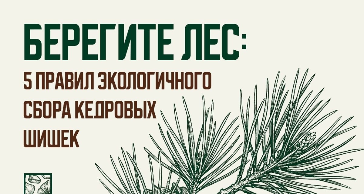 В лесах Югры с 25 августа разрешен сбор кедровых орехов для собственных нужд